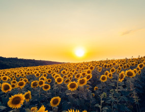 Q. 수도권 내에 위치한 본점 건물 중, 임대를 목적으로 한 공간이 공실일 경우에도 이 면적에 대해서 취득세 중과세가 배제되는지 궁금합니다. 해당 공간은 입주하고자 하는 임차인이 그동안 없어서, 건물 신축 당시부터 공실이었으며, 사무실로도 사용하지 않고, 아예 비어있는 공간입니다.A. 임대하다가 일시적인 공실의 경우 임대면적으로 보아야 할 것입니다. 임대를 목적으로 한 공간이 공실일 경우 취득세 중과기준세율 중과대상인 본점사업용 면적으로 볼 수 없을 것으로 판단됩니다. 또한 입주하고자 하는 임차인이 그동안 없어서, 건물 신축 당시부터 공실이었을 경우 사용하지 아니한 것이 명백하다면 본점사업용으로 볼 수 없으나, 만약 회의실 등으로 일시 사용하였다면 본점사업용으로 보아야 할 것으로 보입니다.관련규정 : 지방세법 제13조[과밀억제권역 안 취득 등 중과] 